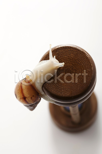 사람없음 JPG 포토 공백 누끼 달팽이(동물) 동물 모래시계 백그라운드 스튜디오촬영 실내 연체동물 오브젝트 컨셉 한마리