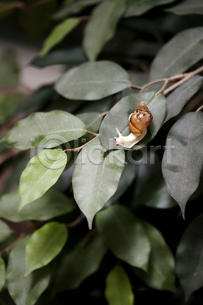 사람없음 JPG 포토 나뭇잎 달팽이(동물) 동물 백그라운드 스튜디오촬영 식물 실내 연체동물 오브젝트 잎 컨셉 한마리
