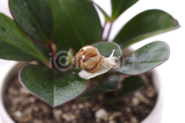 사람없음 JPG 포토 달팽이(동물) 동물 백그라운드 스튜디오촬영 식물 실내 연체동물 오브젝트 잎 컨셉 한마리 화분 흙