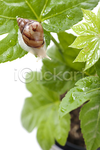 사람없음 JPG 포토 달팽이(동물) 동물 백그라운드 스튜디오촬영 식물 실내 연체동물 오브젝트 잎 컨셉 한마리