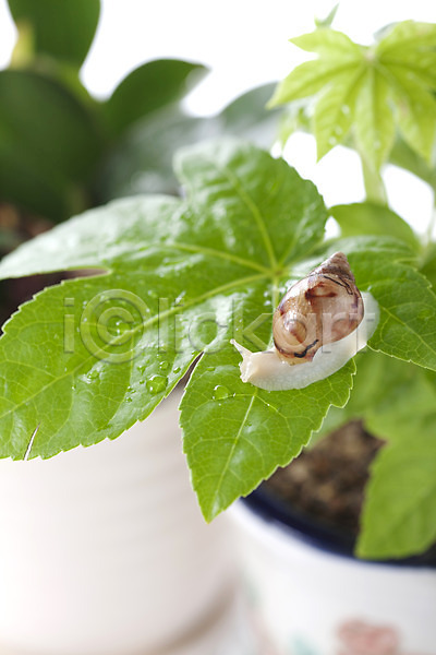 사람없음 JPG 포토 달팽이(동물) 동물 백그라운드 스튜디오촬영 식물 실내 연체동물 오브젝트 잎 컨셉 한마리 화분