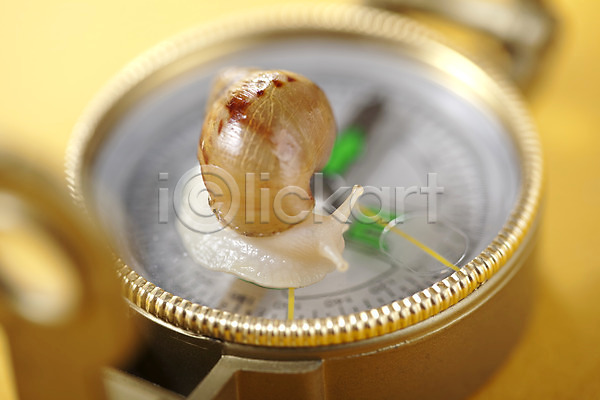 사람없음 JPG 포토 나침반 달팽이(동물) 동물 백그라운드 스튜디오촬영 실내 연체동물 오브젝트 컨셉 한마리