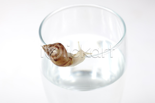 사람없음 JPG 포토 공백 달팽이(동물) 동물 물 백그라운드 스튜디오촬영 실내 연체동물 오브젝트 유리 잔 컨셉 한마리