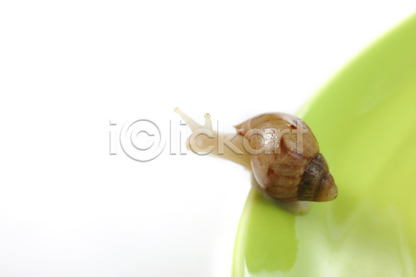 사람없음 JPG 포토 공백 그릇 누끼 달팽이(동물) 동물 백그라운드 스튜디오촬영 실내 연체동물 오브젝트 접시 컨셉 한마리