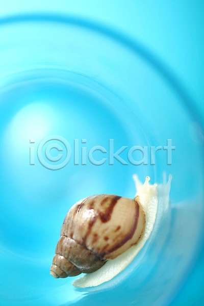 사람없음 JPG 포토 공백 달팽이(동물) 동물 백그라운드 스튜디오촬영 실내 연체동물 오브젝트 컨셉 한마리