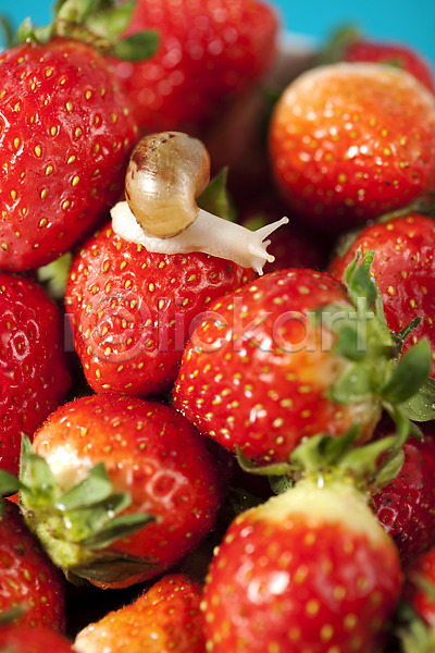 사람없음 JPG 포토 과일 달팽이(동물) 동물 딸기 백그라운드 스튜디오촬영 실내 연체동물 오브젝트 음식 제철과일 컨셉 한마리