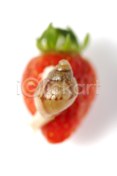 사람없음 JPG 포토 과일 달팽이(동물) 동물 딸기 백그라운드 스튜디오촬영 실내 연체동물 오브젝트 음식 컨셉 한마리