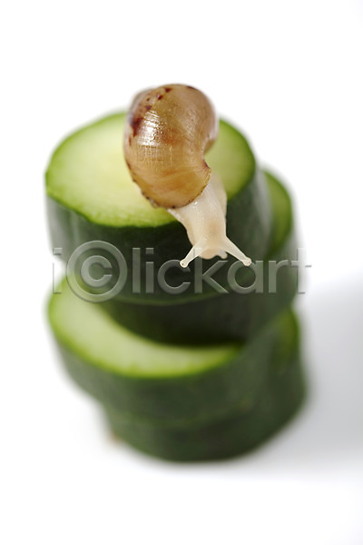사람없음 JPG 포토 누끼 달팽이(동물) 동물 백그라운드 스튜디오촬영 실내 연체동물 오브젝트 오이 음식 채소 컨셉 한마리
