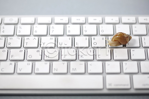사람없음 JPG 포토 달팽이(동물) 동물 백그라운드 스튜디오촬영 실내 연체동물 오브젝트 컨셉 컴퓨터용품 키보드 한마리