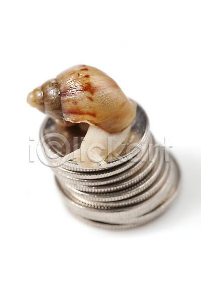 사람없음 JPG 포토 공백 누끼 달팽이(동물) 돈 동물 동전 백그라운드 스튜디오촬영 실내 연체동물 오브젝트 컨셉 한마리