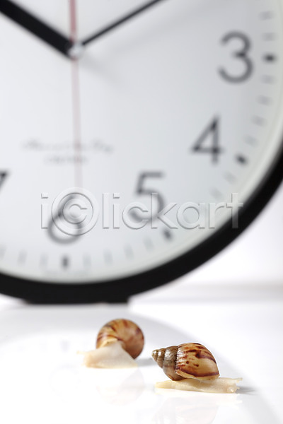 사람없음 JPG 포토 기호 달팽이(동물) 동물 두마리 백그라운드 숫자 스튜디오촬영 시간 시계 시곗바늘 실내 연체동물 오브젝트 컨셉