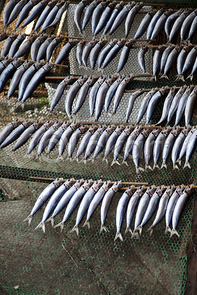 건조 사람없음 JPG 포토 건어물 식재료 야외 어류 어촌 일본 주간 풍경(경치) 해산물