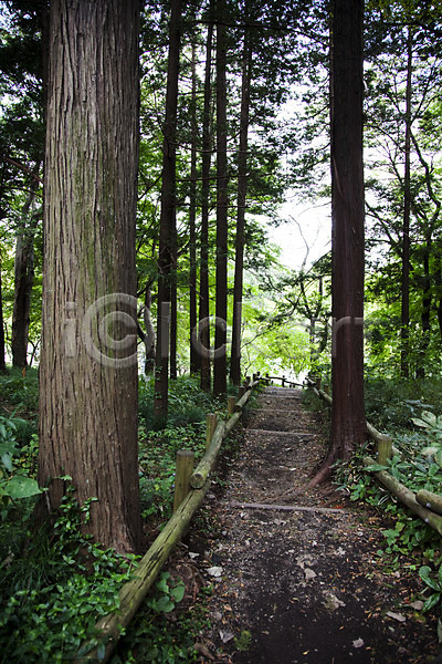 사람없음 JPG 포토 계단 공원 길 나무 산길 산책로 숲 식물 아시아 야외 이노카시라공원 일본 일본문화 자연 주간 풍경(경치)