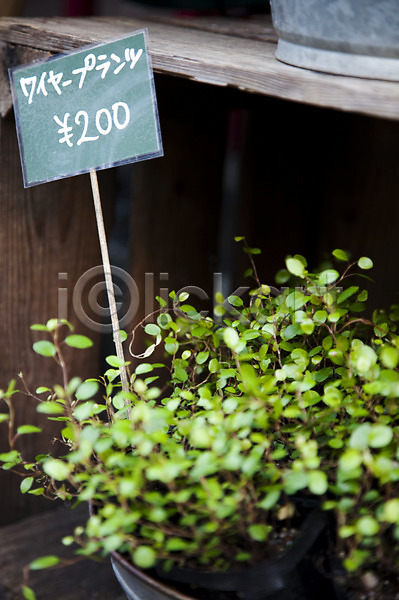 사람없음 JPG 포토 가격표 꽃집 나뭇잎 식물 아시아 일본 일본문화 잎 줄기 판매 풍경(경치) 화분
