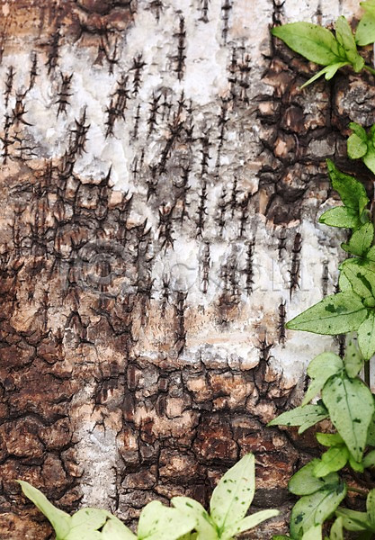 사람없음 JPG 포토 계절 나무껍질 목재 백그라운드 봄 스튜디오촬영 식물 식물백그라운드 실내 잎 자연