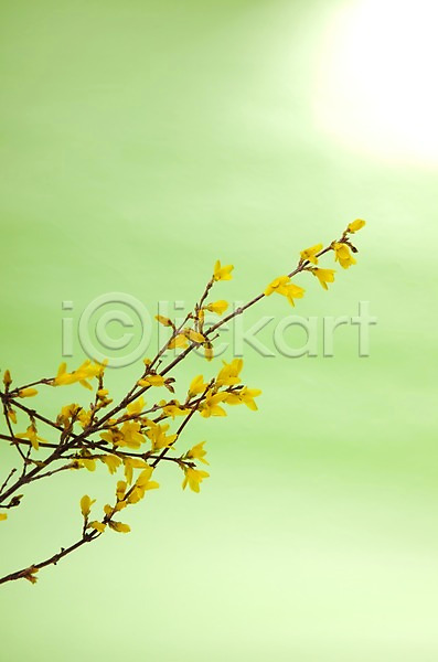 사람없음 JPG 포토 개나리 계절 꽃 노란색 백그라운드 봄 빛 스튜디오촬영 식물 식물백그라운드 실내 자연