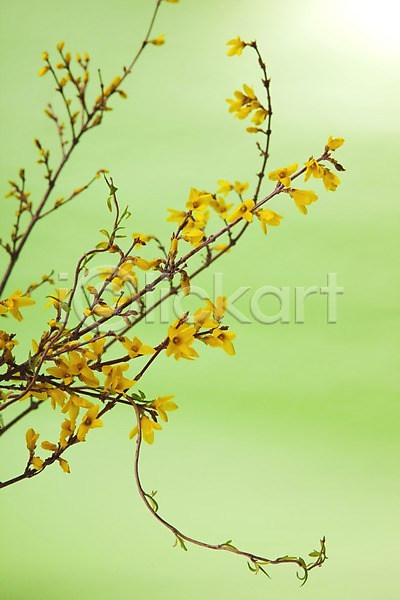 사람없음 JPG 포토 개나리 계절 꽃 노란색 백그라운드 봄 빛 스튜디오촬영 식물 식물백그라운드 실내 자연 컬러
