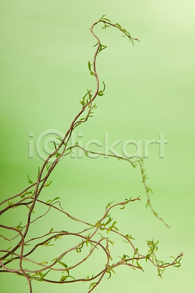 사람없음 JPG 포토 계절 백그라운드 봄 스튜디오촬영 식물 식물백그라운드 실내 잎 자연 줄기