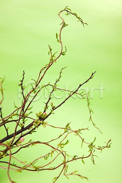 사람없음 JPG 포토 계절 꽃 꽃나무 꽃봉오리 나무 백그라운드 봄 스튜디오촬영 식물 식물백그라운드 실내 자연
