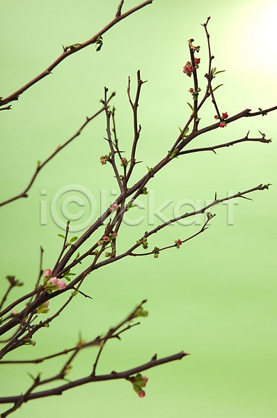 사람없음 JPG 포토 계절 꽃 꽃나무 꽃봉오리 나무 백그라운드 봄 빛 스튜디오촬영 식물 식물백그라운드 실내 자연