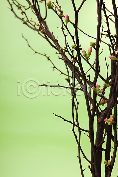 사람없음 JPG 포토 계절 꽃 꽃나무 꽃봉오리 나무 백그라운드 봄 스튜디오촬영 식물 식물백그라운드 실내 자연