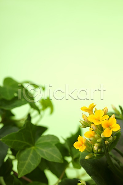 JPG 포토 계절 꽃 노란색 백그라운드 봄 스튜디오촬영 식물 식물백그라운드 실내 잎 자연