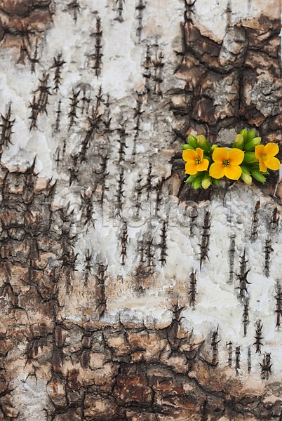 JPG 포토 계절 꽃 나무껍질 노란색 목재 백그라운드 봄 스튜디오촬영 식물 식물백그라운드 실내 자연