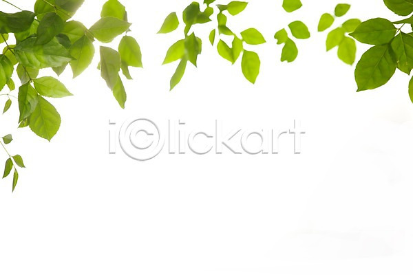 JPG 포토 계절 나뭇잎 누끼 백그라운드 봄 빛 스튜디오촬영 식물 식물백그라운드 실내 잎 자연