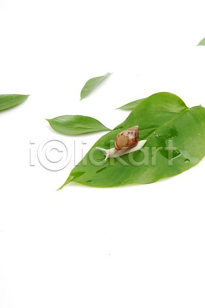 JPG 포토 계절 누끼 달팽이(동물) 백그라운드 봄 스튜디오촬영 식물 식물백그라운드 실내 연체동물 잎 자연