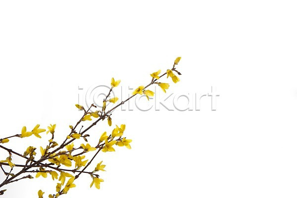 사람없음 JPG 포토 개나리 계절 꽃 노란색 누끼 백그라운드 봄 스튜디오촬영 식물 식물백그라운드 실내 자연