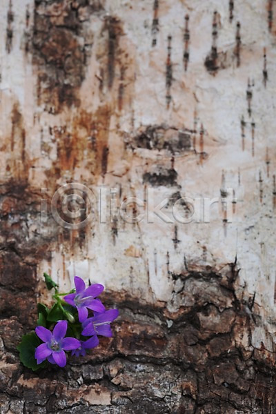 사람없음 JPG 포토 계절 꽃 나무껍질 목재 백그라운드 보라색 봄 스튜디오촬영 식물 식물백그라운드 실내 자연
