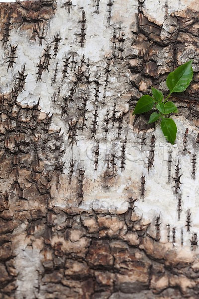JPG 포토 계절 나무 나무껍질 목재 백그라운드 봄 스튜디오촬영 식물 식물백그라운드 실내 잎 자연 풀(식물)
