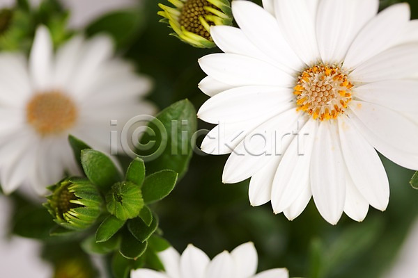 JPG 근접촬영 포토 계절 국화 꽃 백그라운드 봄 스튜디오촬영 식물 식물백그라운드 실내 자연 흰색