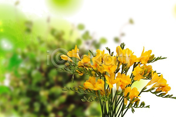 사람없음 PSD 편집이미지 계절 꽃 꽃백그라운드 노란색 백그라운드 봄 스튜디오촬영 식물 식물백그라운드 실내 여러송이 자연 편집포토 프리지어