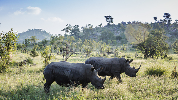 보호 사람없음 JPG 포토 해외이미지 2 국립공원 남아프리카 동물 멸종위기 보츠와나 보호구역 사파리 산 서식지 아프리카 야생동물 자연 코뿔소 파노라마 포유류 풍경(경치) 해외202009 황무지