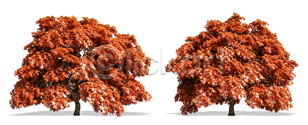 고독 성장 사람없음 JPG 포토 해외이미지 1 계절 고립 그늘 나무 나뭇가지 낙엽 내추럴 백그라운드 봄 생태학 숲 식물 싱글 야외 에코 엘리먼트 여름 열대우림 옛날 오브젝트 유기농 잎 자르기 자연 줄기 초록색 추상 큼 해외202009 해외포토 환경 흰색