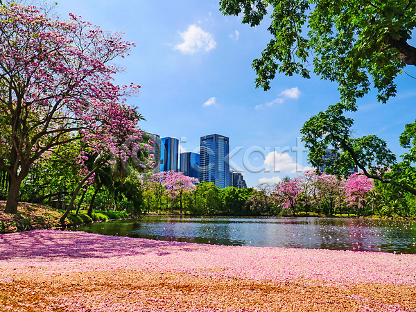 사람없음 JPG 포토 해외이미지 공원 나무 물 방콕 벚꽃 봄 야외 자연 주간 태국 풍경(경치) 하늘 해외202009 호수