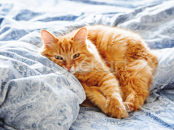 휴식 사람없음 JPG 포토 해외이미지 고양이 낮잠 반려동물 반려묘 시트 실내 이불 침대 한마리 해외202009 햇빛