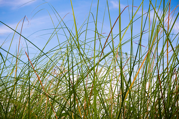 신선 사람없음 JPG 포토 해외이미지 구름(자연) 밀 바람 밭 백그라운드 식물 아침 야외 유기농 잎 자연 초록색 칼날 하늘 해외202009 햇빛
