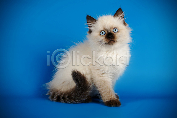 사람없음 JPG 포토 해외이미지 고양이 네바마스커레이드 반려동물 파란색 한마리 해외202009