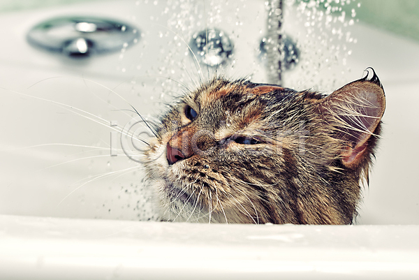 사람없음 JPG 포토 해외이미지 고양이 동물 메인쿤 목욕 반려묘 욕실 젖음 펫케어 한마리 해외202009