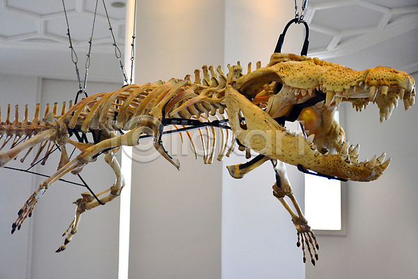 사람없음 JPG 포토 해외이미지 골격 과학 교육 내추럴 박물관 뼈 신체 실내 아시아 악어 역사 자연 전국 정보 죽음 치수 칼슘 큼 파충류 해외202009 화석