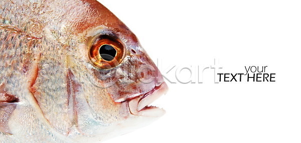 신선 사람없음 JPG 옆모습 포토 해외이미지 강 건강 고립 낚시 날것 다이어트 동물 동물상 맛 민물 바다 백그라운드 송어 수중 어류 오메가 오브젝트 우주 육류 음식 자연 작음 잡기 지느러미 큼 텍스트 해산물 해외202009 해외포토 황금 흰색