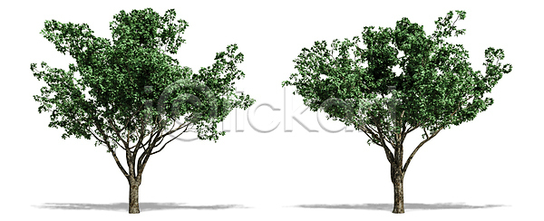 고독 성장 사람없음 JPG 포토 해외이미지 1 계절 고립 그늘 나무 나뭇가지 낙엽 내추럴 백그라운드 봄 생태학 숲 식물 싱글 야외 에코 엘리먼트 열대우림 옛날 오브젝트 유기농 잎 자르기 자연 줄기 초록색 추상 큼 해외202009 해외포토 환경 흰색