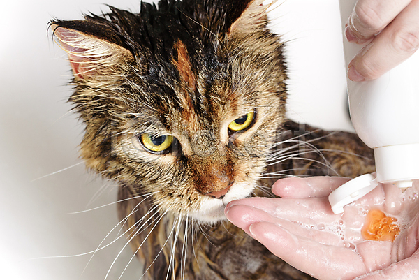 신체부위 JPG 포토 해외이미지 고양이 동물 메인쿤 목욕 반려묘 손 욕실 젖음 펫케어 한마리 해외202009