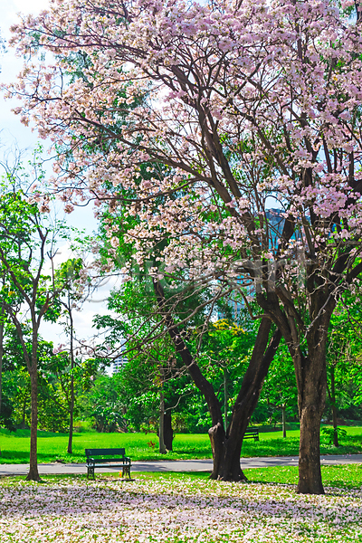 사람없음 JPG 포토 해외이미지 공원 나무 방콕 벚꽃 벤치 봄 야외 자연 주간 태국 풍경(경치) 하늘 해외202009
