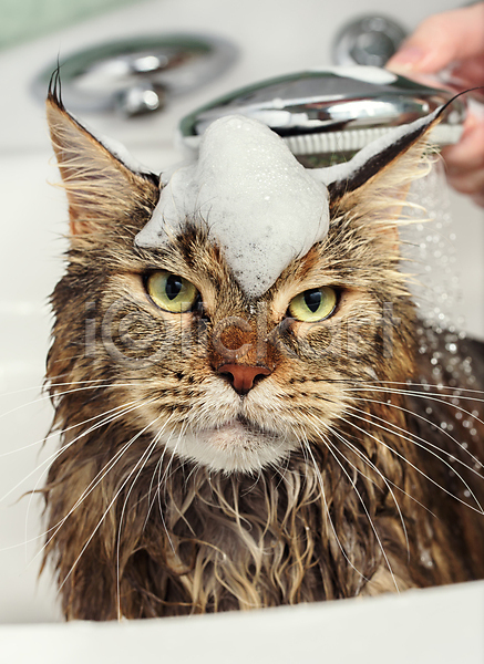 신체부위 JPG 포토 해외이미지 고양이 동물 메인쿤 목욕 반려묘 손 욕실 젖음 펫케어 한마리 해외202009