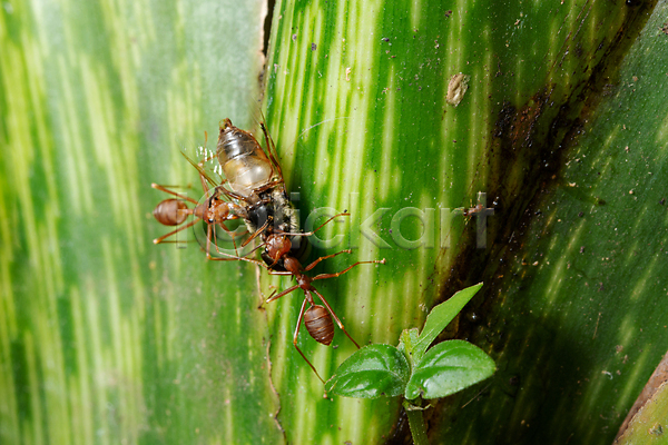 사람없음 JPG 포토 해외이미지 개미 곤충 잎 자연 적재 커터 해외202009