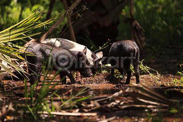 사람없음 아기 청소년 JPG 포토 해외이미지 돼지 숲 자연 플로리다 해외202009