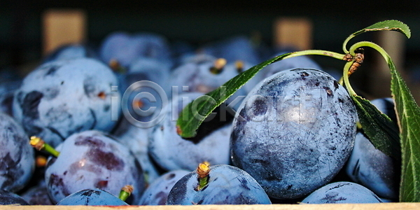 신선 사람없음 JPG 포토 해외이미지 건강 과일 나무상자 농업 맛있는 목재 배너 백그라운드 보라색 숙성 식물 여름 음식 잎 자두 자연 정원 파란색 패턴 해외202009 해외포토